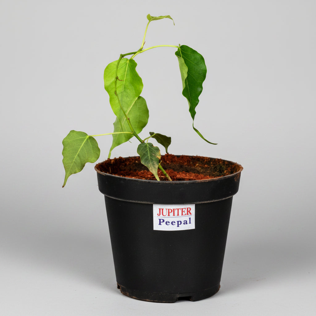 Peepal Plant (For Jupiter or Guru)-All Navgraha Plants