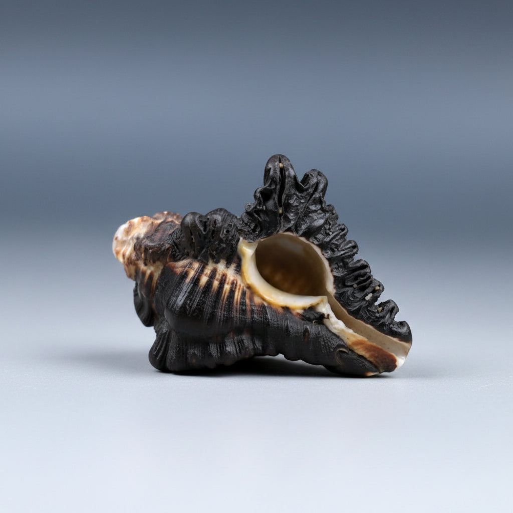 Ganesha Shankh-Small