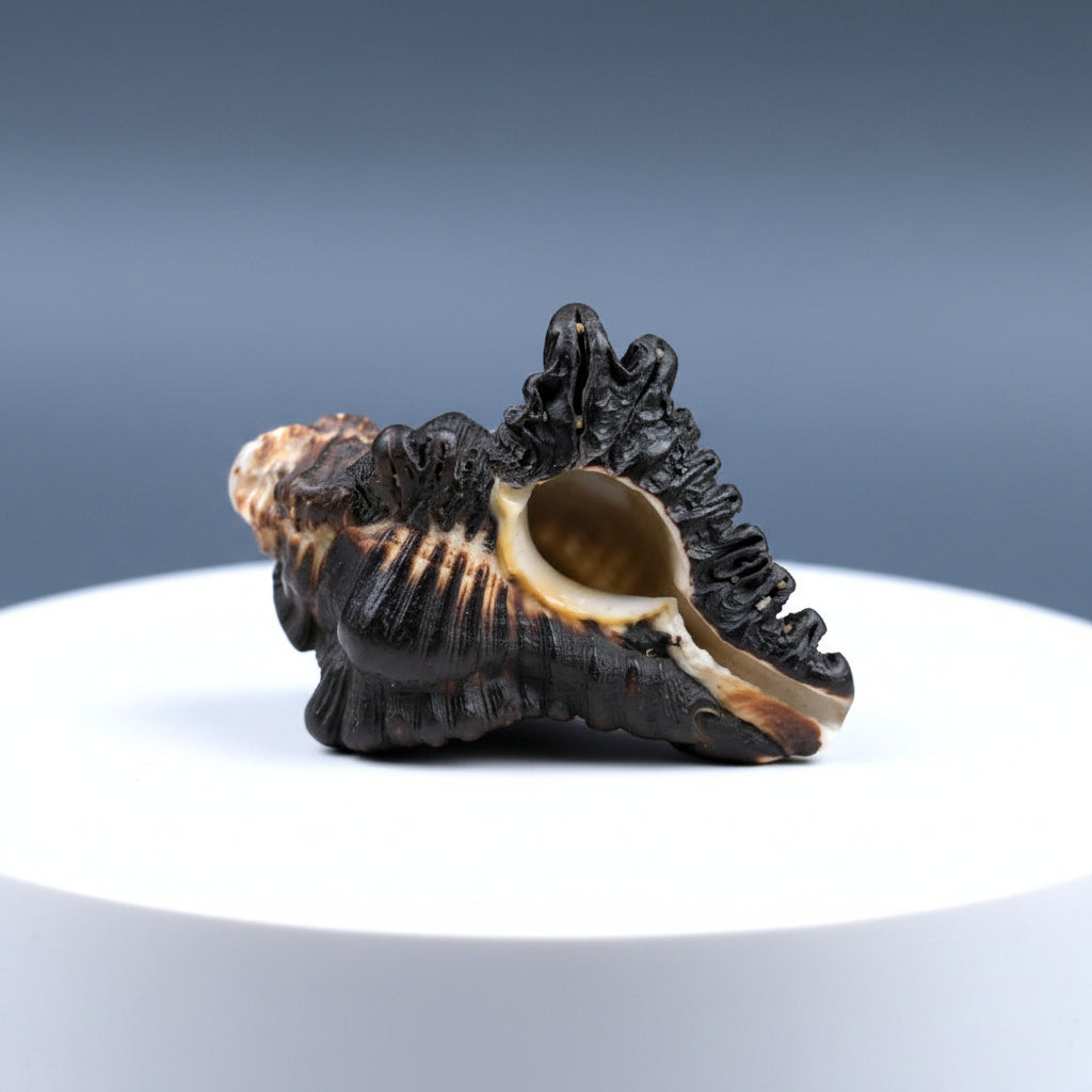 Ganesha Shankh-Regular