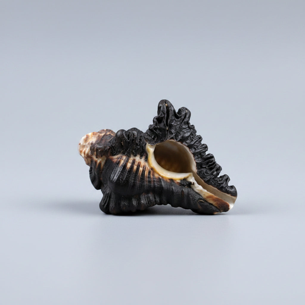 Ganesha Shankh-Large