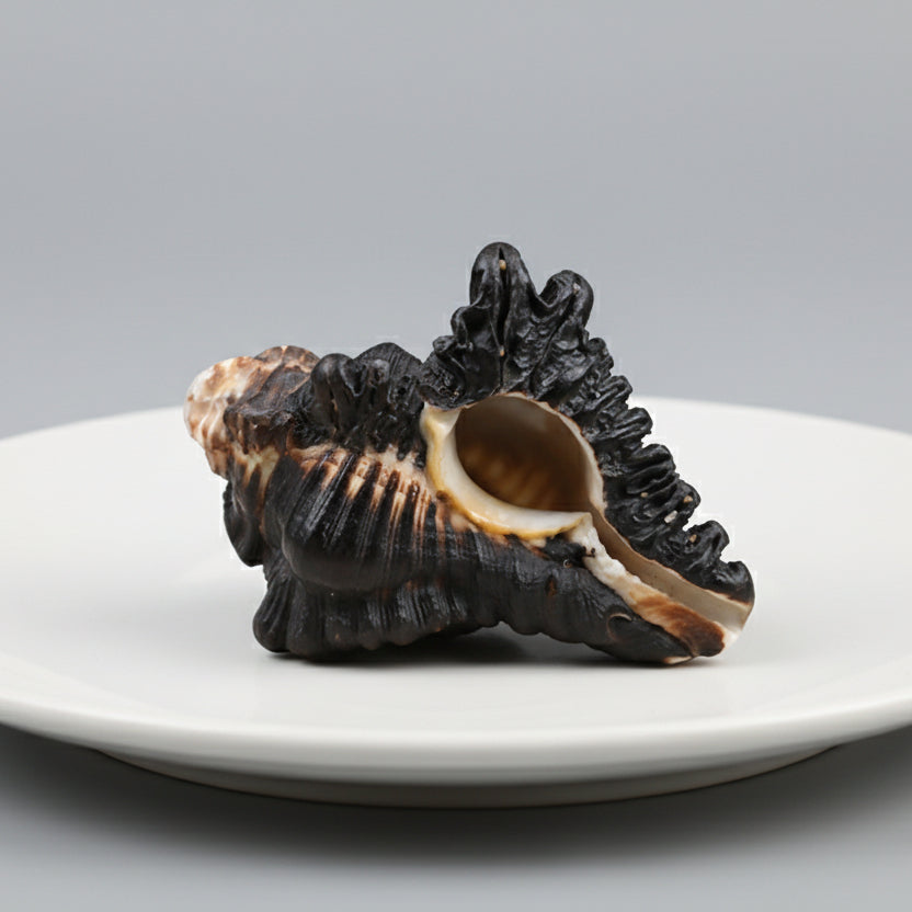 Ganesha Shankh-Small