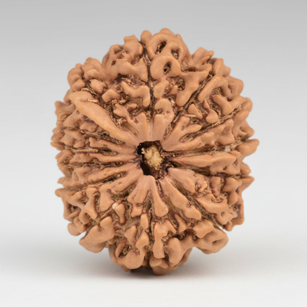 Ganesh Rudraksha 13 Mukhi from Nepal