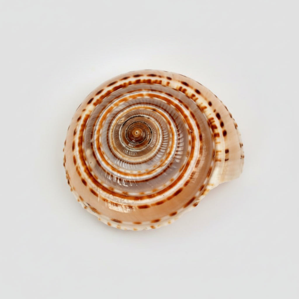 Sudharshan Shankh-Small