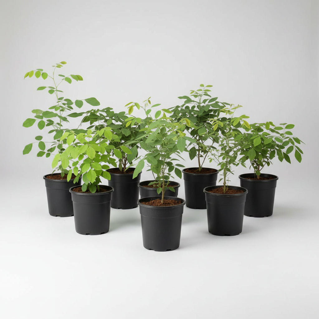 Khadir Plant (For Mars or Mangal)-All Navgraha Plants