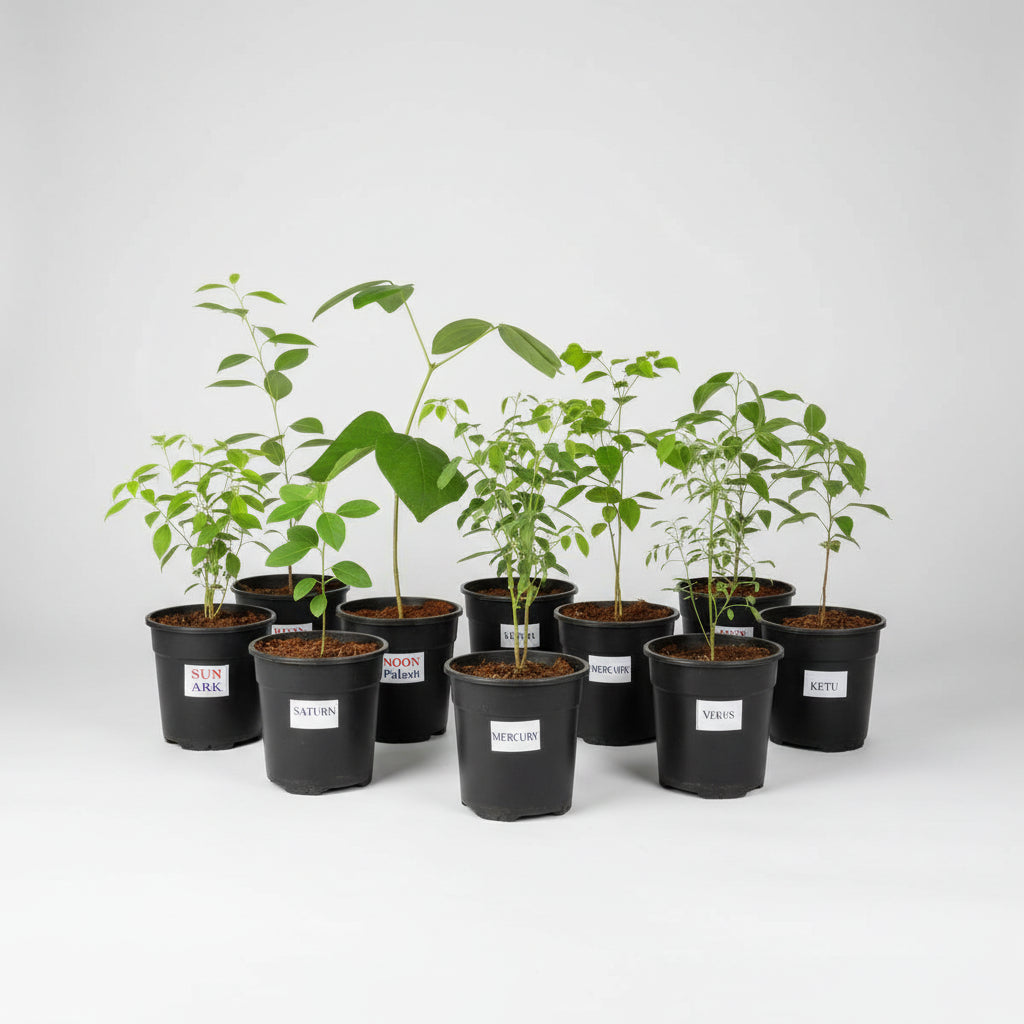 Khadir Plant (For Mars or Mangal)-Only Khadir Plant