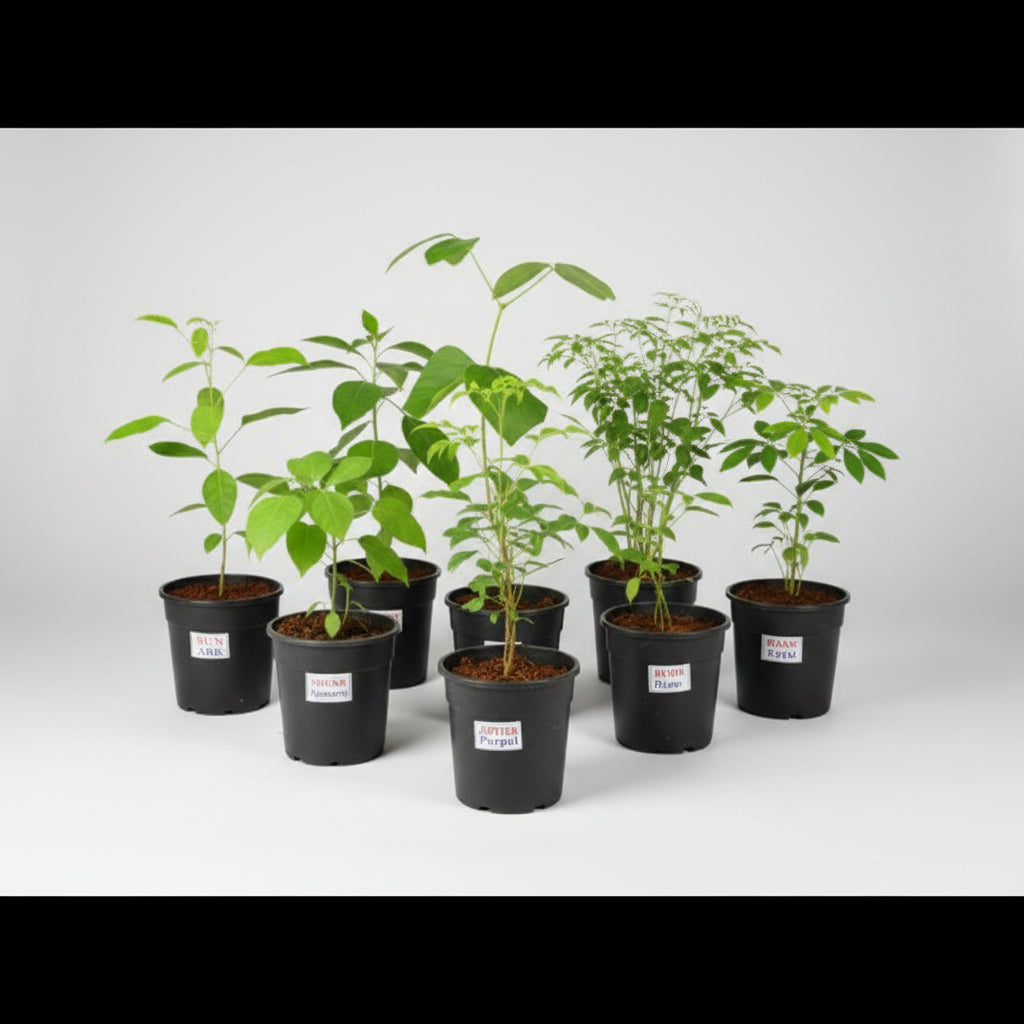 Gular Plant (For Venus or Shukra)-All Navgraha Plants