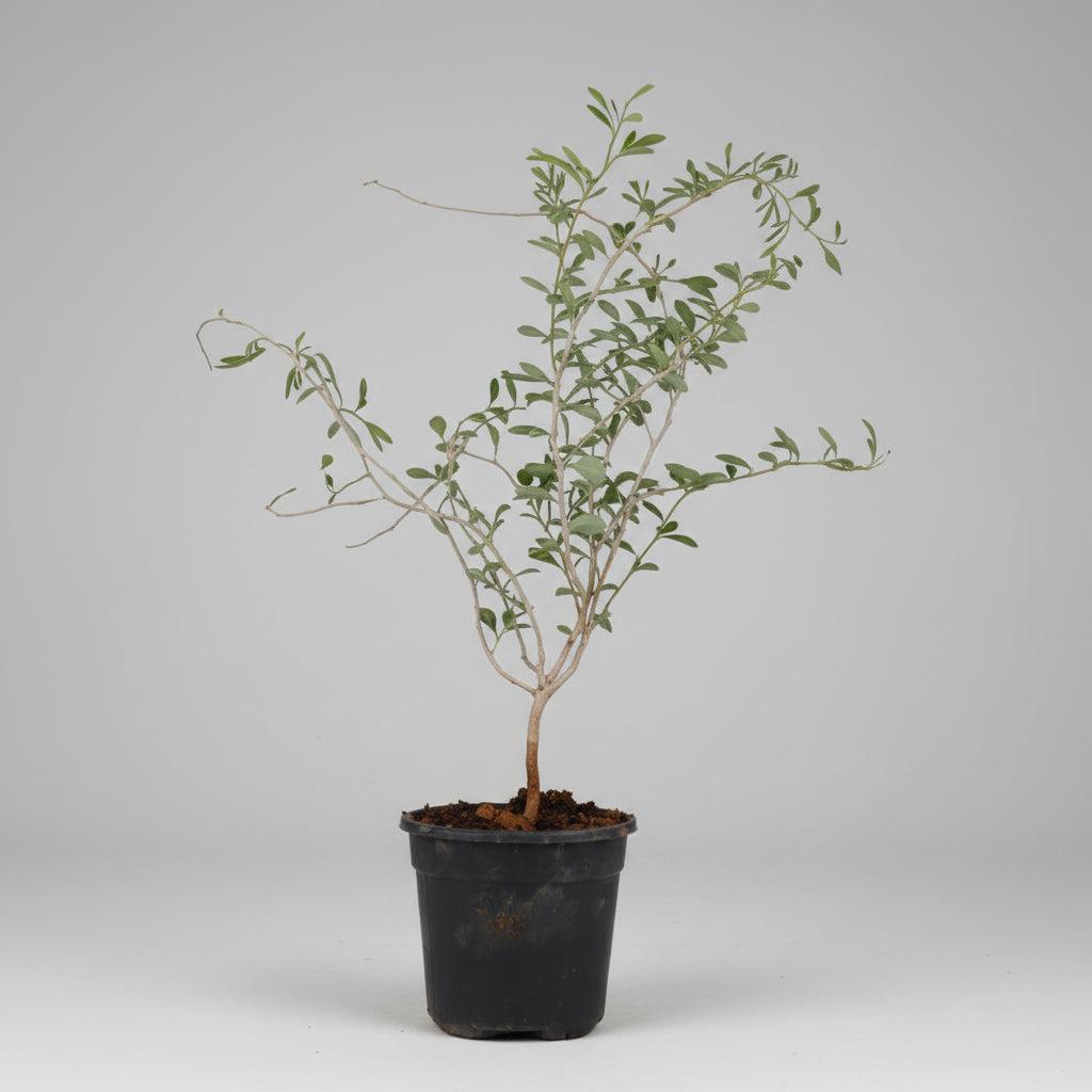 Shami Plant (For Saturn or Shani)-All Navgraha Plants