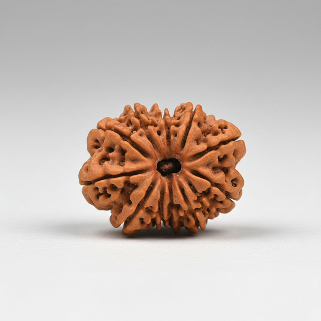 Thirteen Mukhi from Nepal