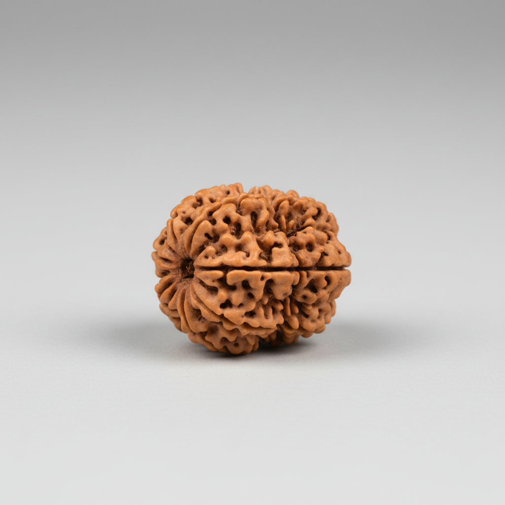 Thirteen Mukhi from Nepal