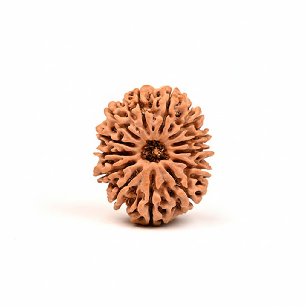 Thirteen Mukhi from Nepal Small