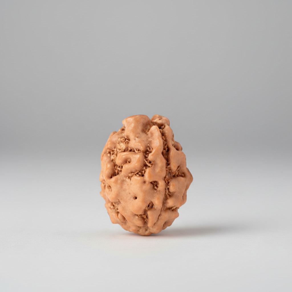 Three Mukhi from Java Indonesia Small