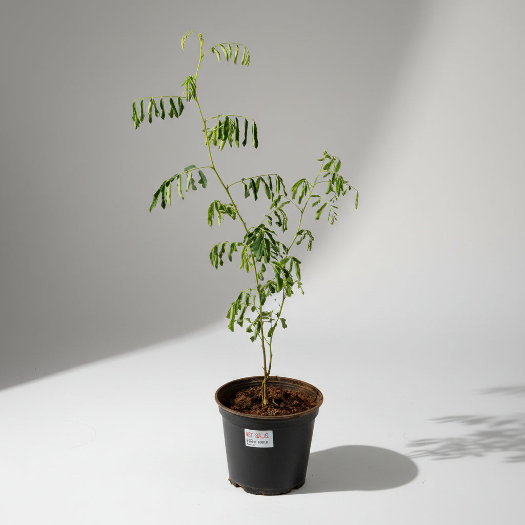 Khadir Plant (For Mars or Mangal)-Only Khadir Plant