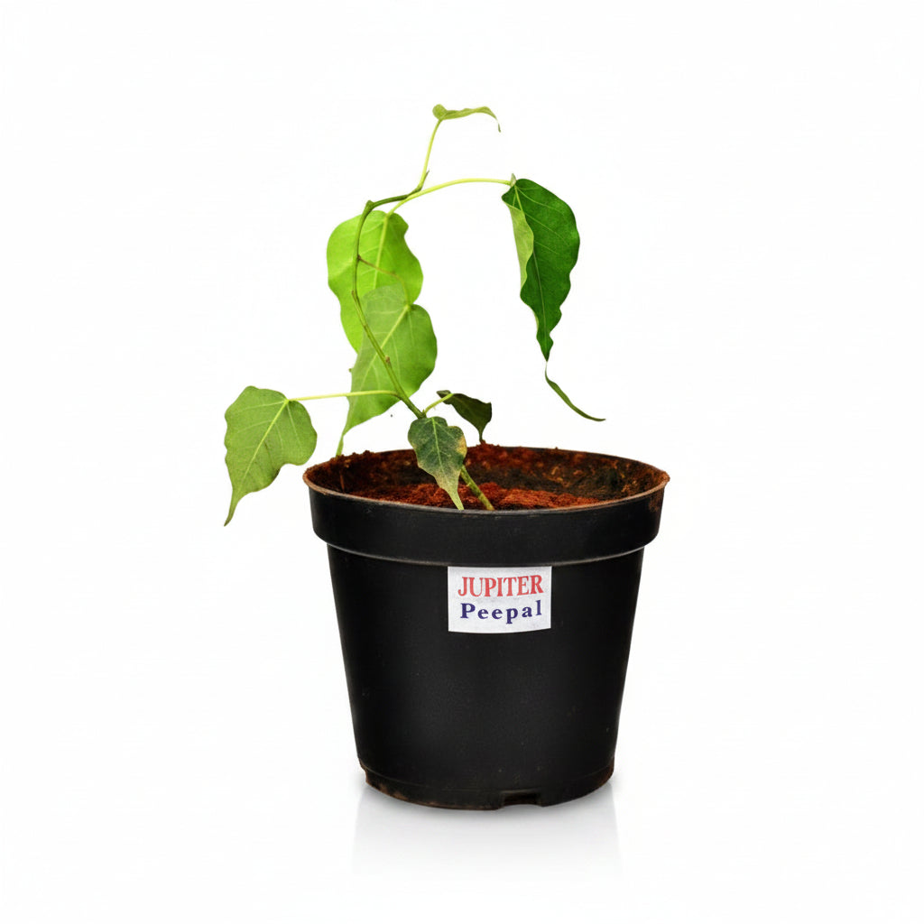 Peepal Plant (For Jupiter or Guru)-Only Peepal Plant