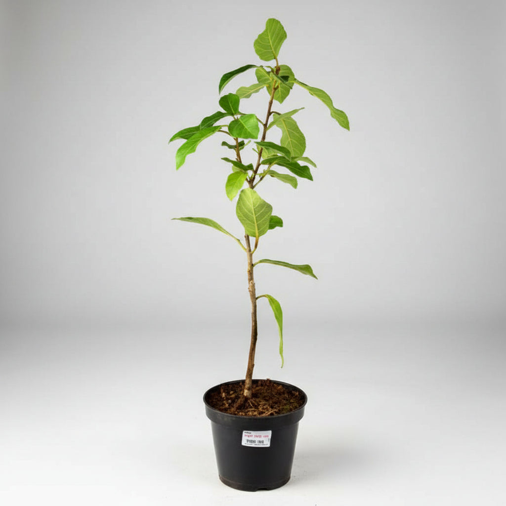 Gular Plant (For Venus or Shukra)-All Navgraha Plants