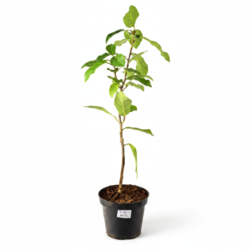 Gular Plant (For Venus or Shukra)-Only Gular Plant
