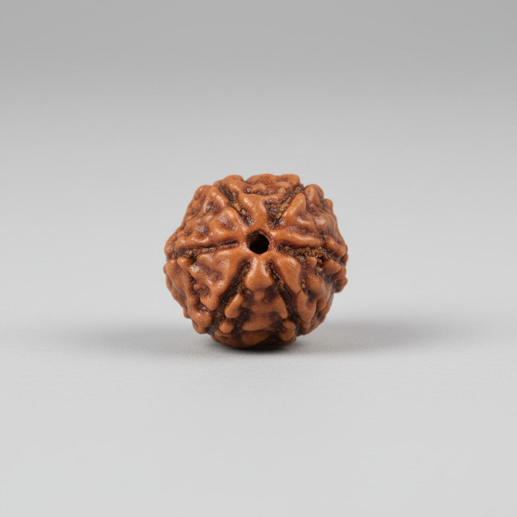 Six Mukhi from Java Indonesia Small