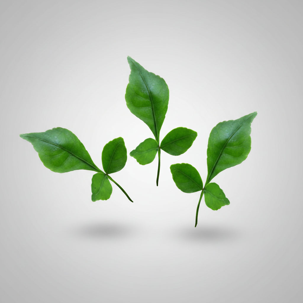 Bel Patra Green-1008+1 Leaves