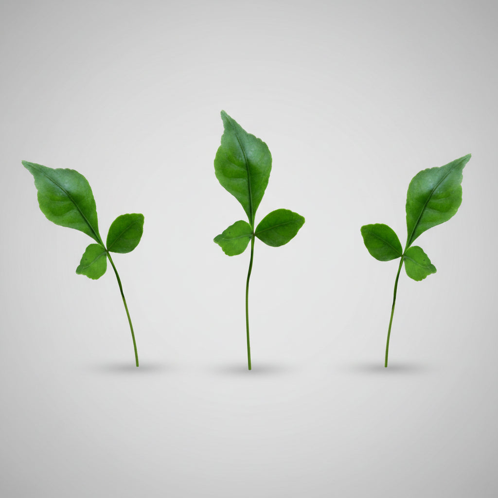 Bel Patra Green-108+1 Leaves