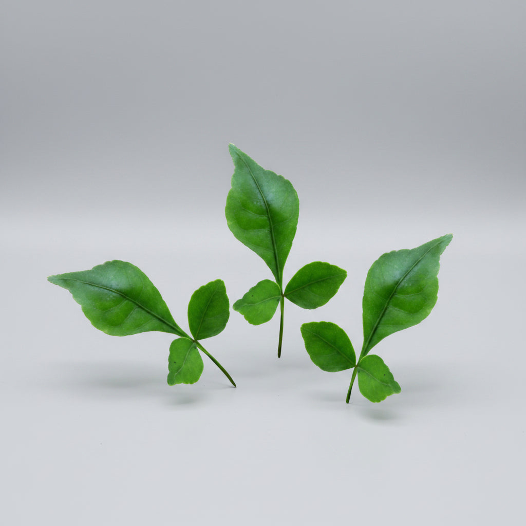 Bel Patra Green-27+1 Leaves