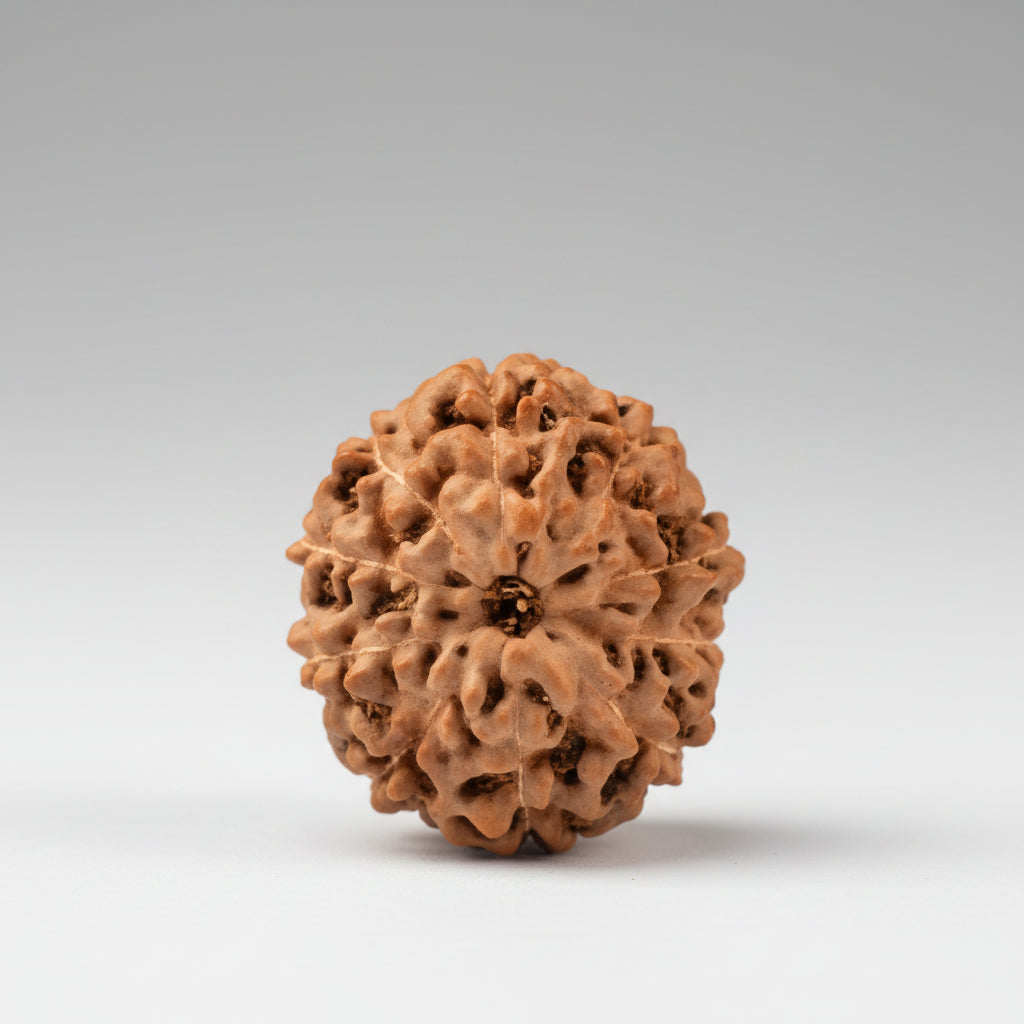 Ten Mukhi from Java Indonesia Large
