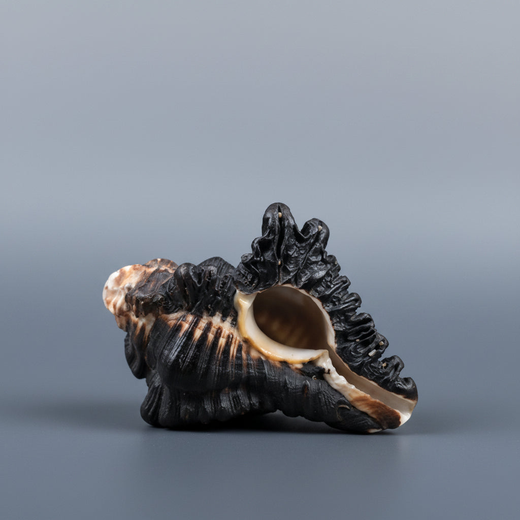 Ganesha Shankh-Regular