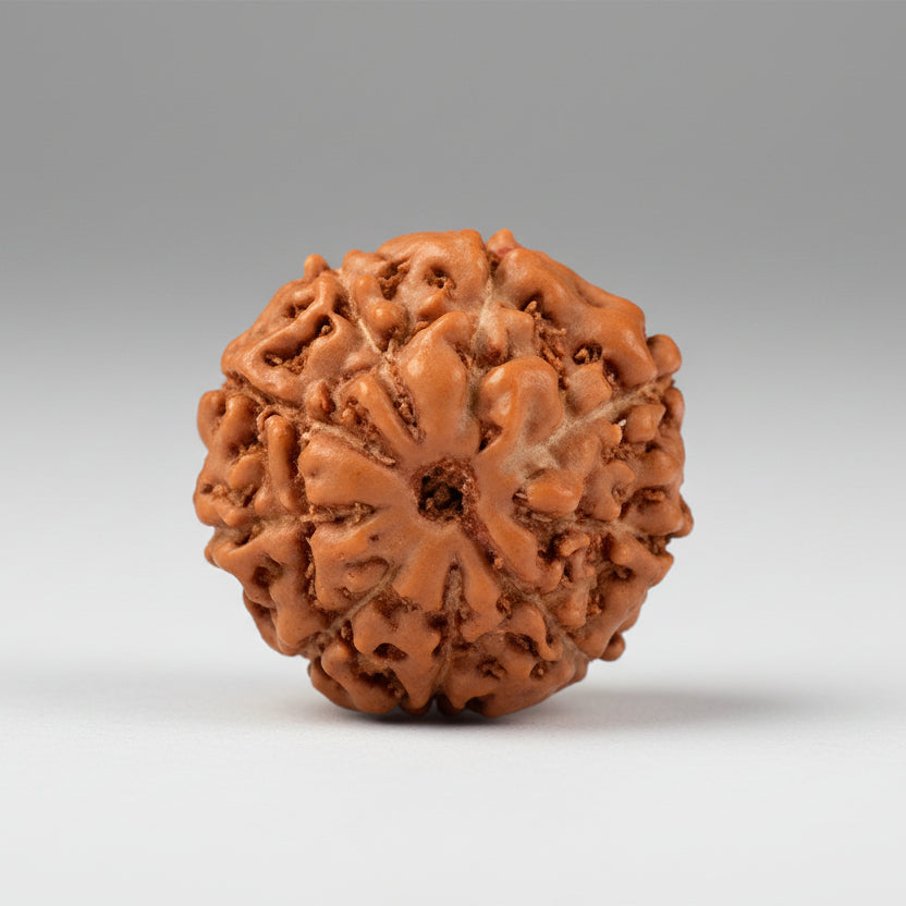 Nine Mukhi from Java Indonesia Small