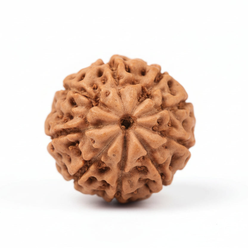 Nine Mukhi from Java Indonesia