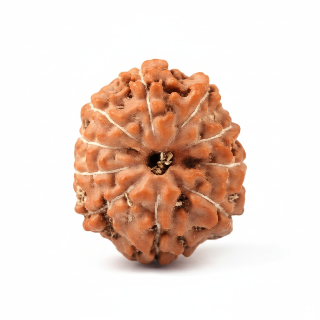 Ten Mukhi from Java Indonesia Small