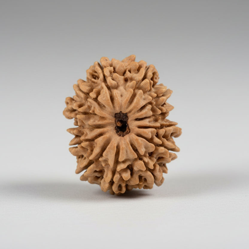 Thirteen Mukhi from Nepal XCIX