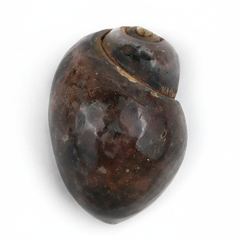 Heera Shankh - 120 gms