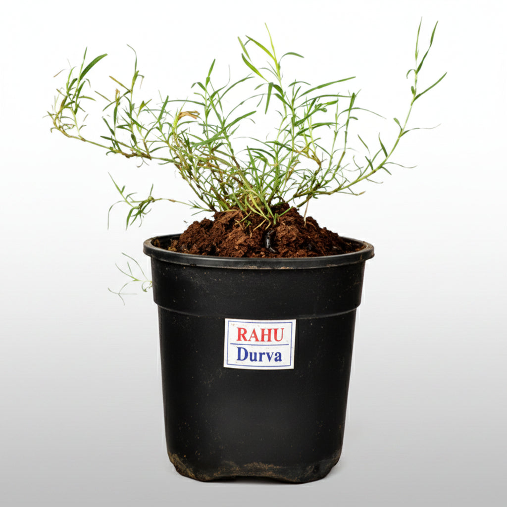 Durva Plant (For Rahu)-Only Durva Plant