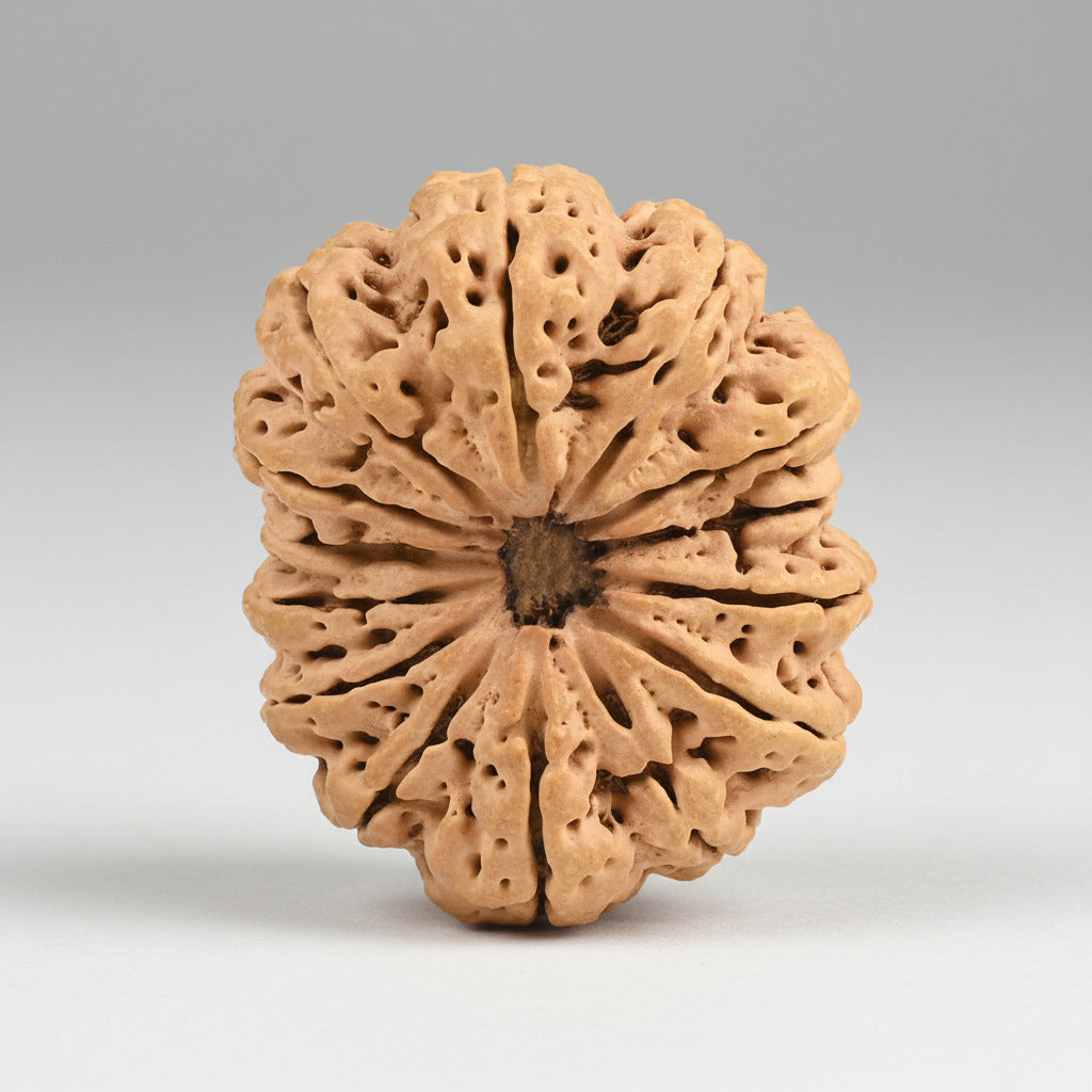 Super Collector 14 Mukhi from Nepal