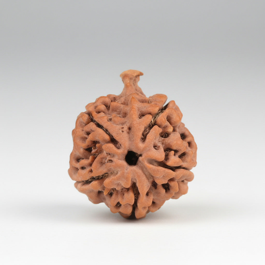 Ganesh Rudraksha 5 Mukhi from Nepal