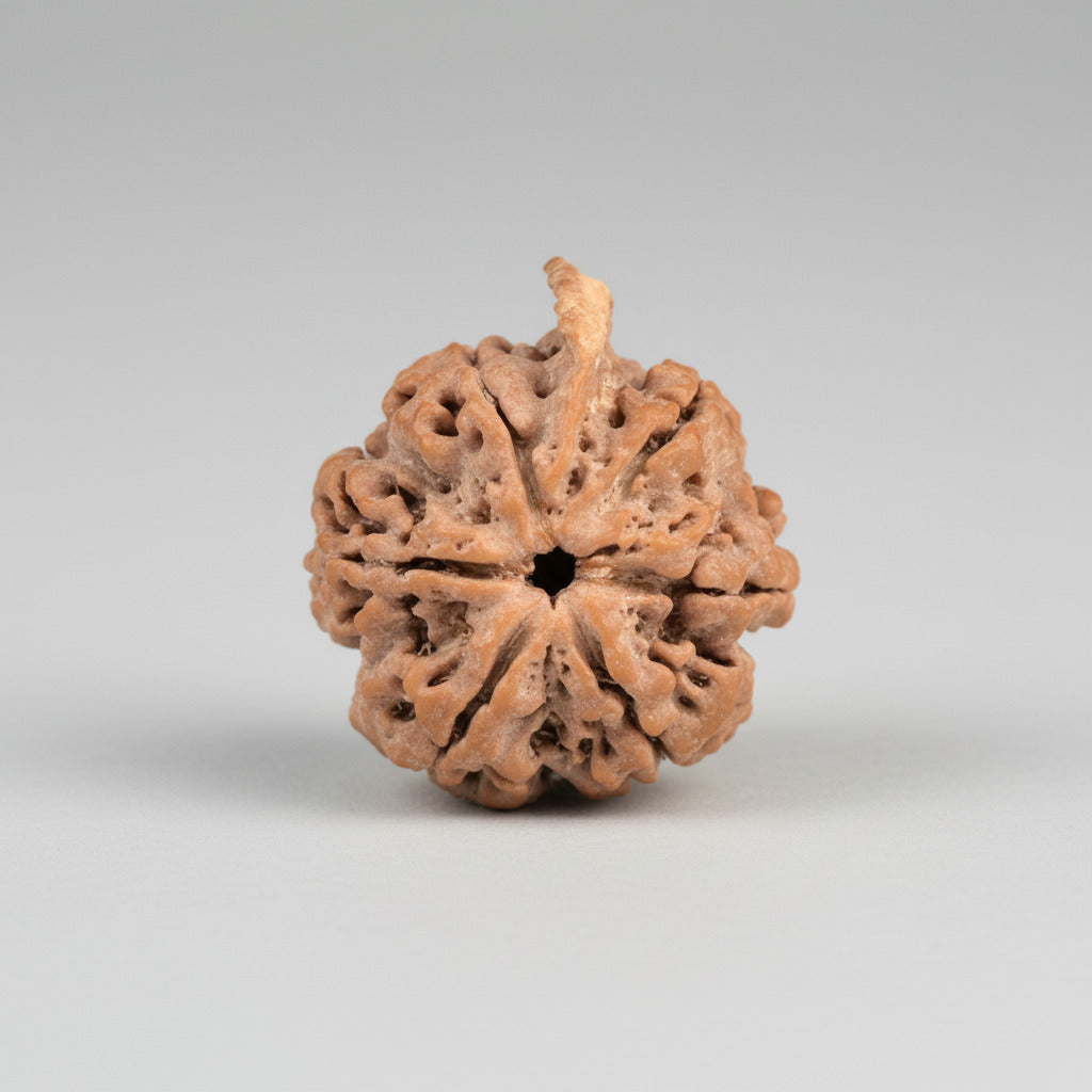 Ganesh Rudraksha 6 Mukhi from Nepal