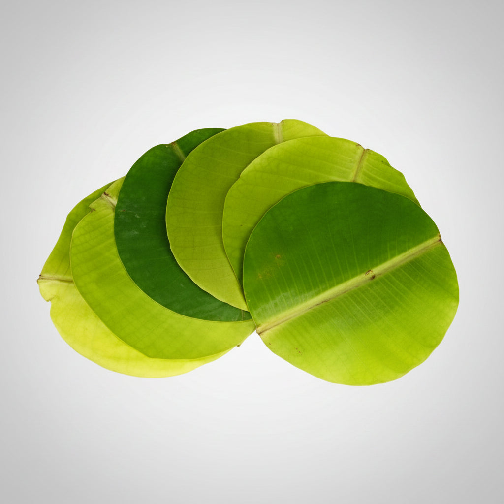 Banana leaves-Set of 12 (Round Leaves)