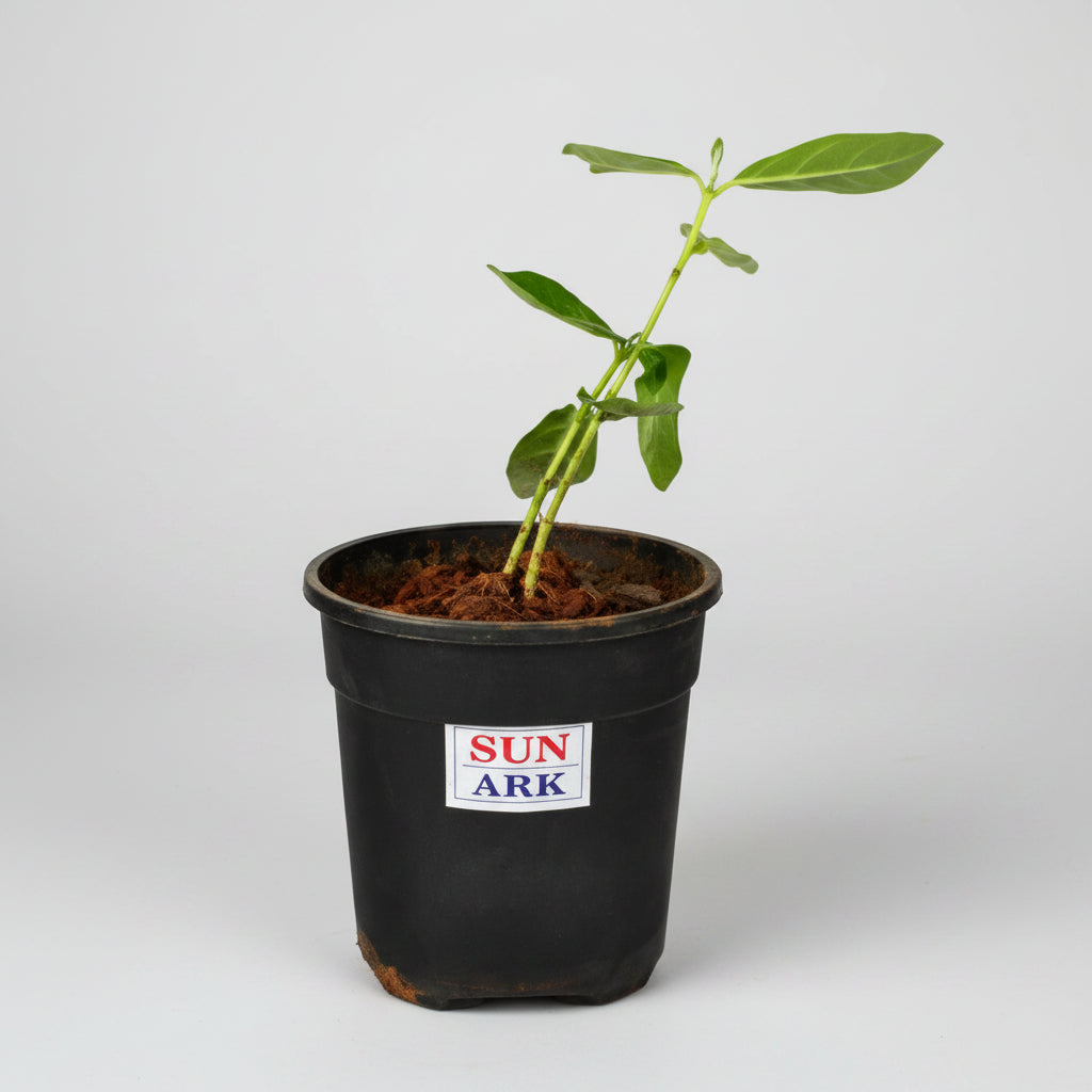 Mandar Plant (For Sun or Surya)-Only Mandar Plant