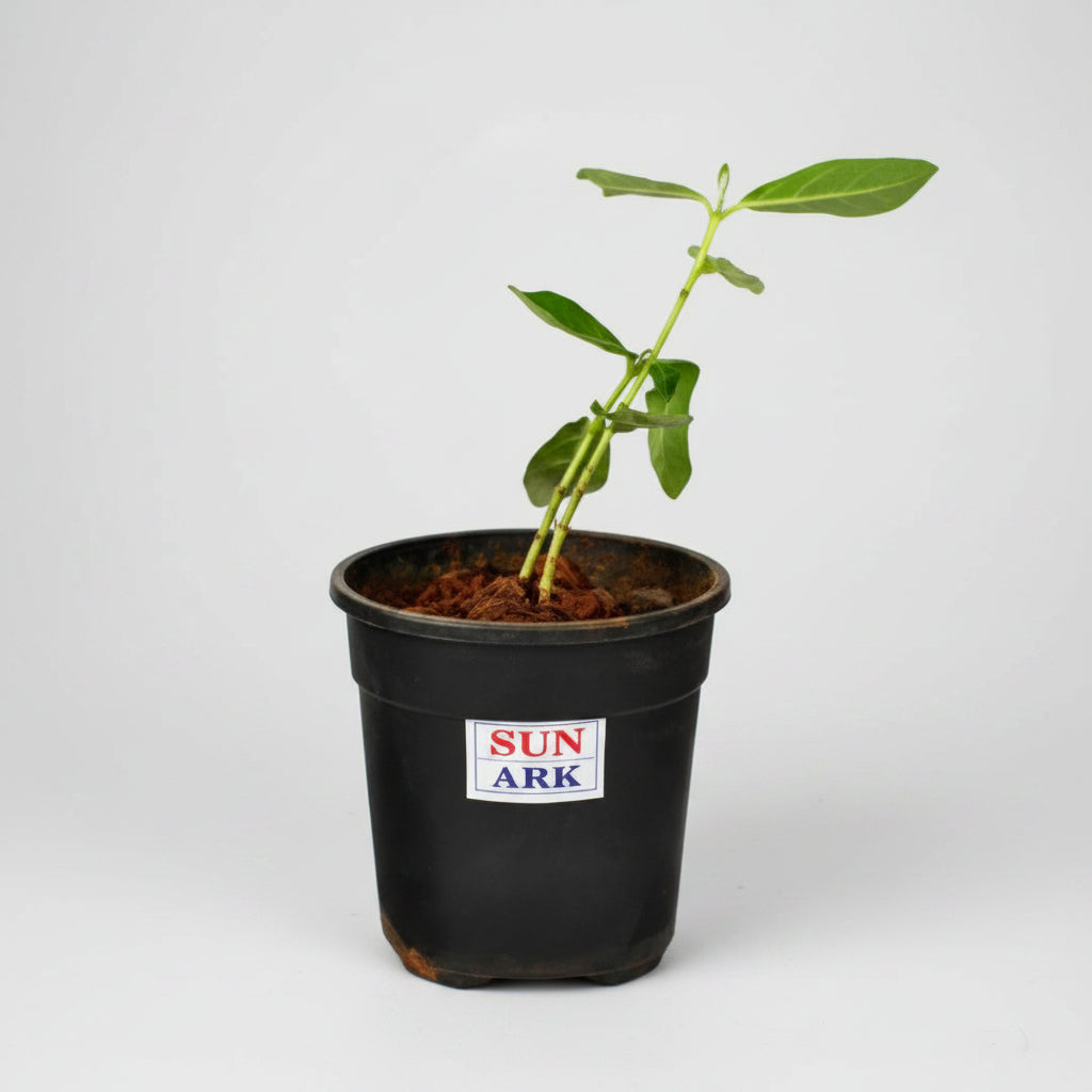 Mandar Plant (For Sun or Surya)-All Navgraha Plants
