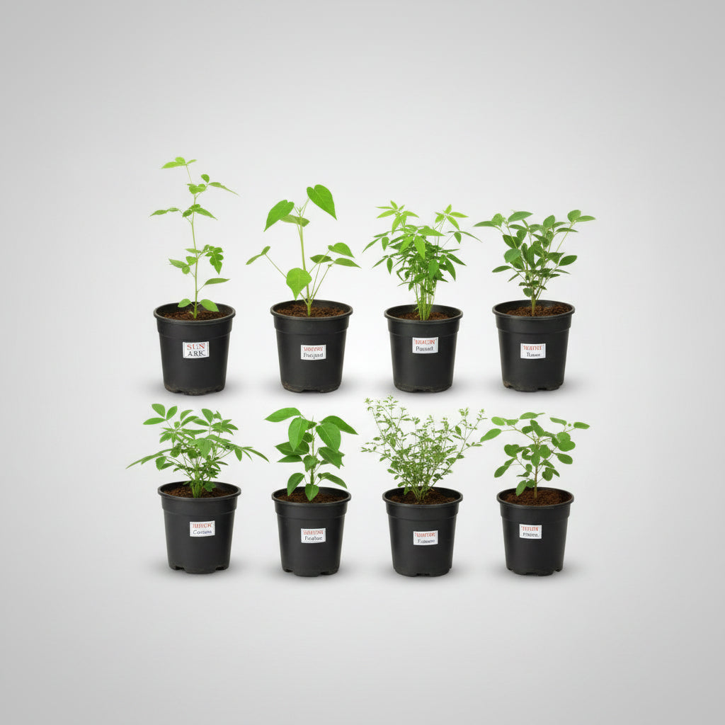 Peepal Plant (For Jupiter or Guru)-All Navgraha Plants