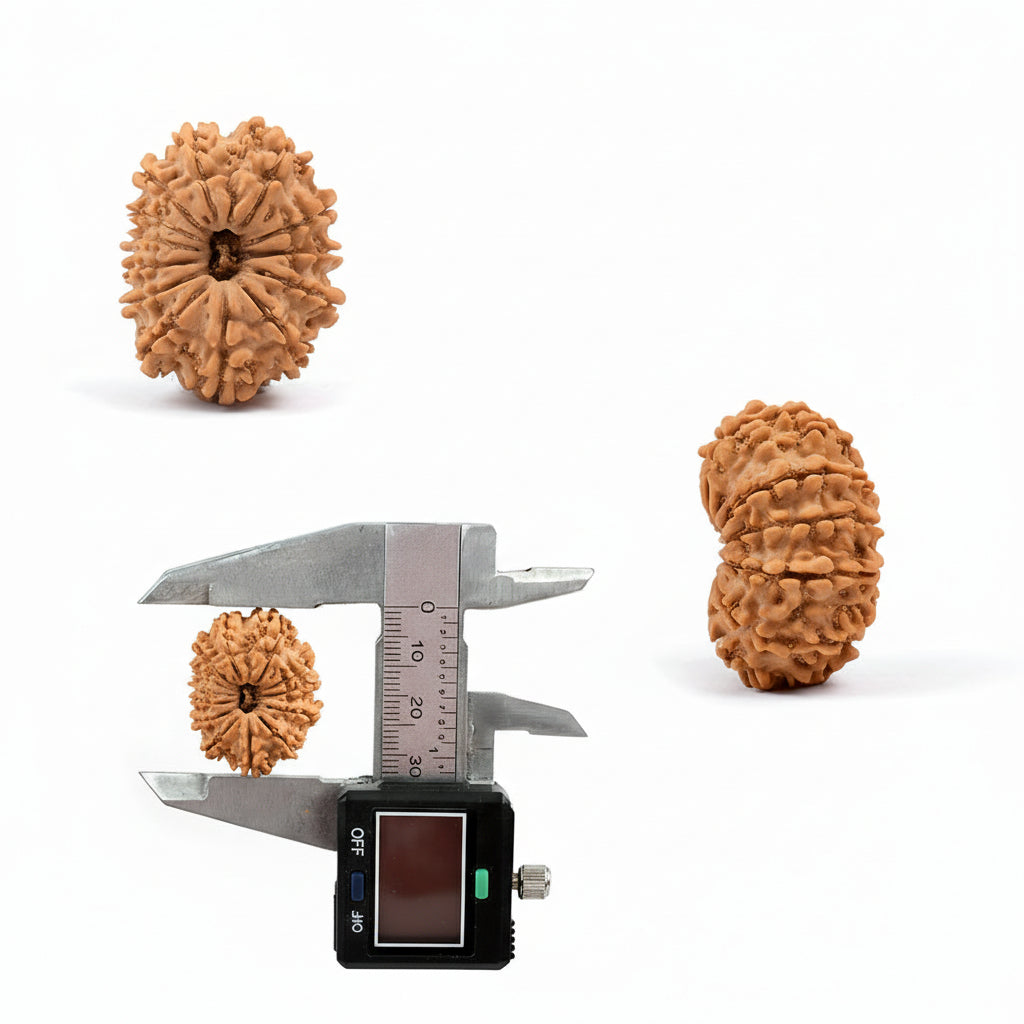 Thirteen Mukhi from NepalLargeXXII