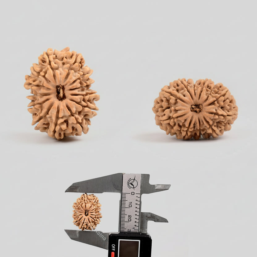 Thirteen Mukhi from Nepal XCIX