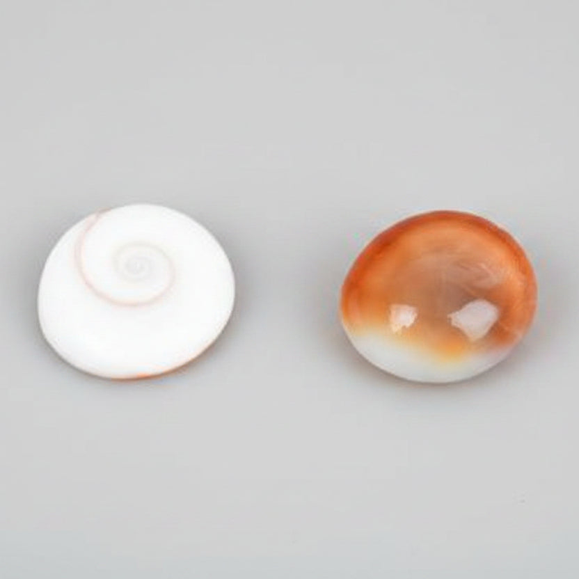 Gomati Chakra Small-Red Top