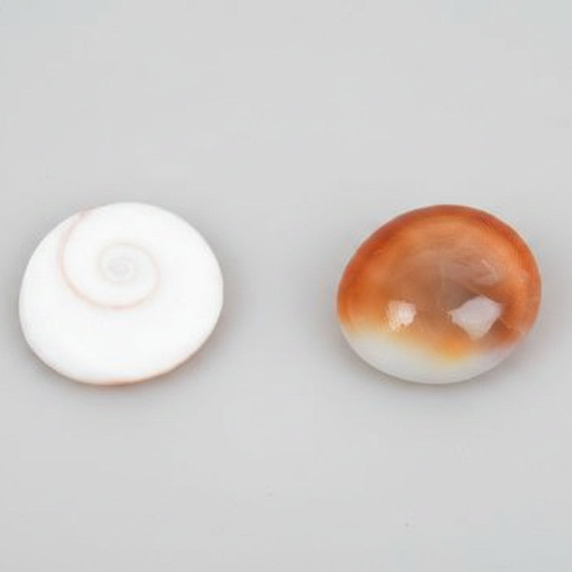 Gomati Chakra Small-Set of 11