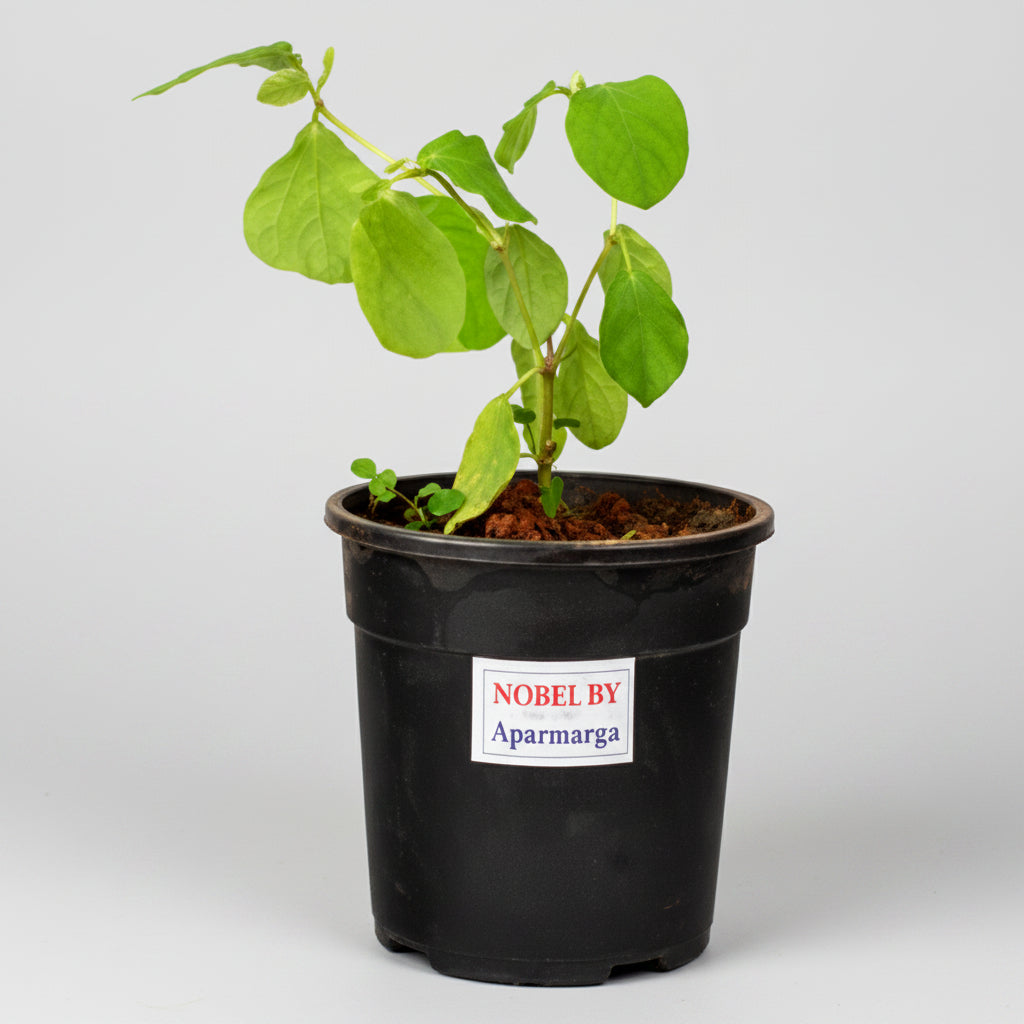 Apamargha Plant (For Mercury or Budh)-All Navgraha Plants