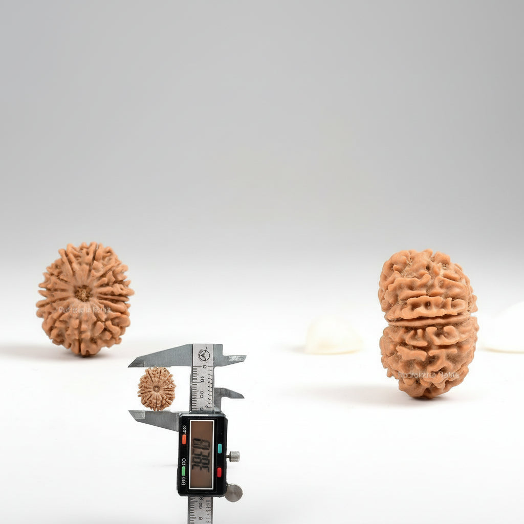 Thirteen Mukhi from Nepal XCVII