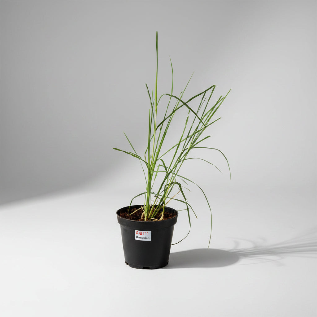 Kusha Plant (For Ketu)-All Navgraha Plants