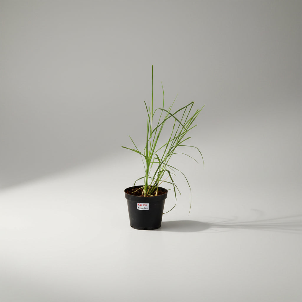 Kusha Plant (For Ketu)-Only Kusha Plant