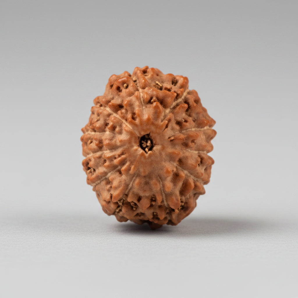 Eleven Mukhi from Java Indonesia Small