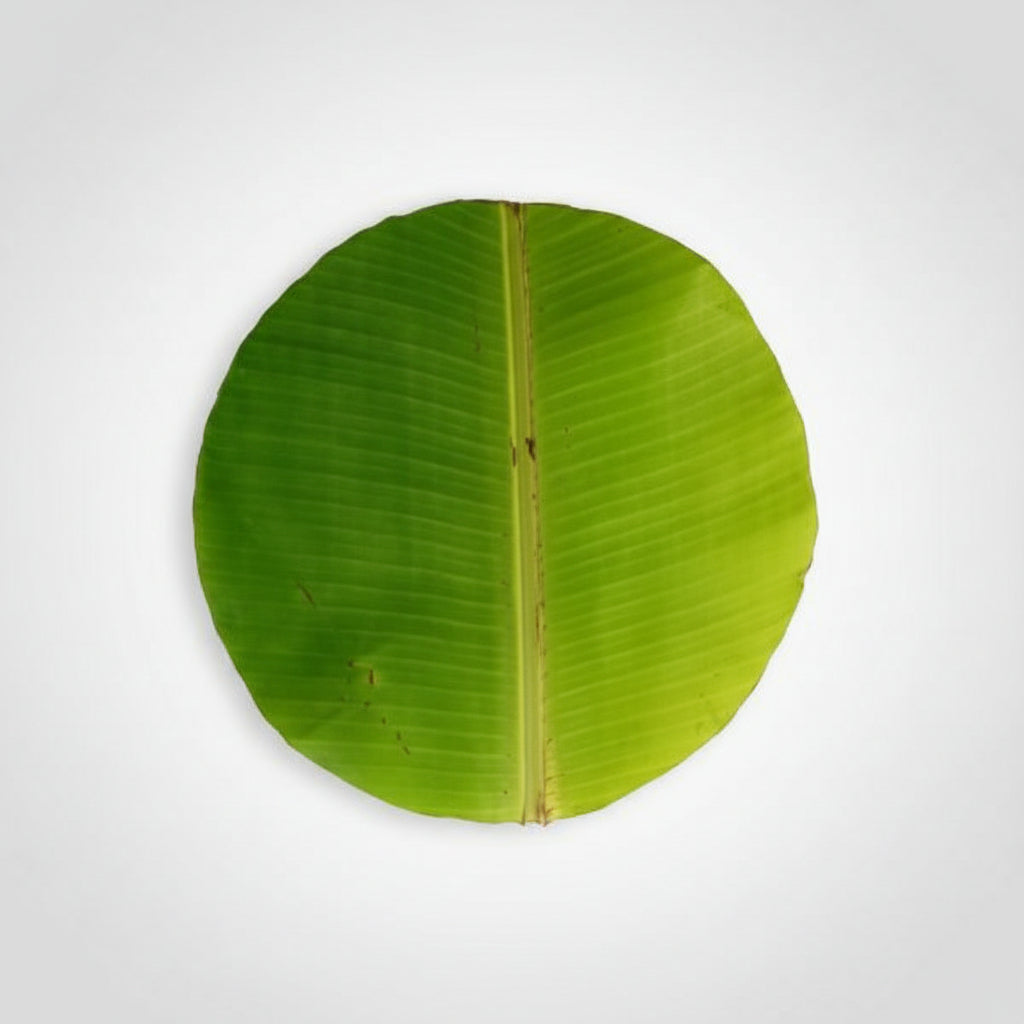 Banana leaves-Set of 12 (Normal Leaves)