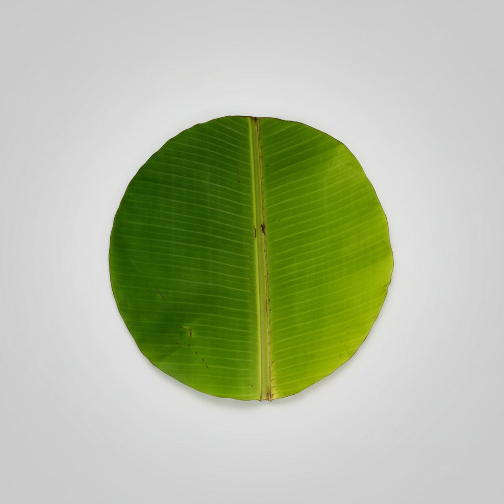 Banana leaves-Set of 12 (Round Leaves)