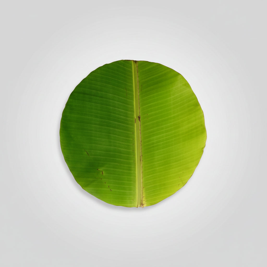 Banana leaves-Set of 24 (Round Leaves)